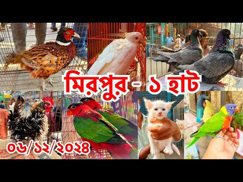 হাটে ছিল রিংনেক ফেজেন্ট ও সলোমন কাকাতুয়া | মিরপুর -১ হাট | Friday | Mirpur -1 Exotic Pet Market #735