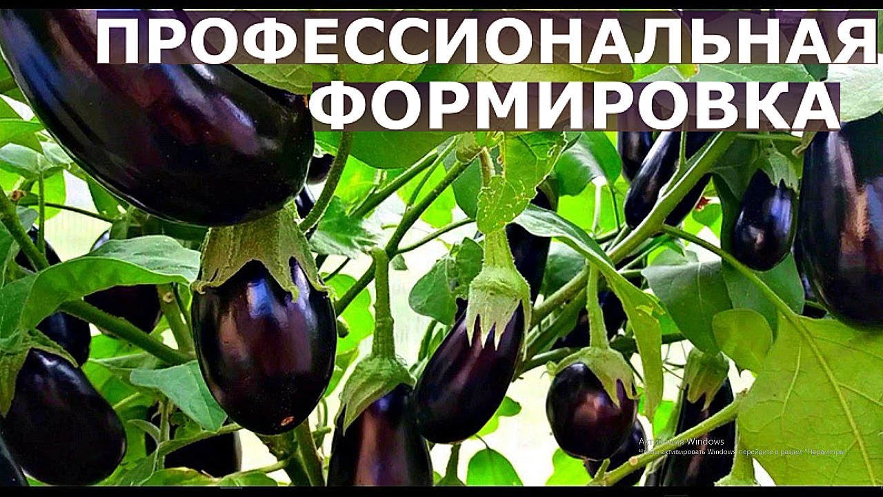 Как формировать баклажаны для большого урожая в разных регионах