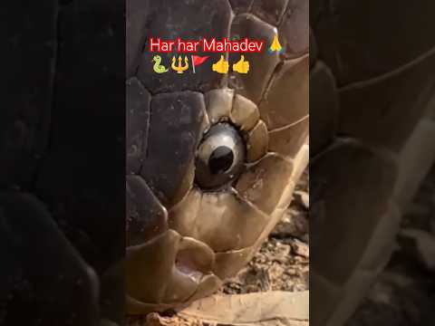 इच्छाधारी नागिन 🐍 har har Mahadev 🔱🙏🚩#snake #video #song #funny #animals #viral #nature