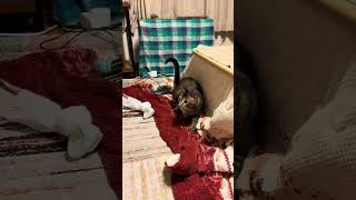 暖房をつけたら猫が元気！ #cat #japan #vital