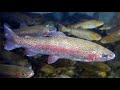 Amphibians and Aquatic Ecosystems