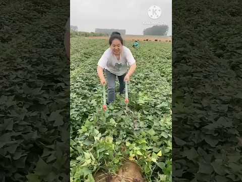 Chinese unique agriculture techniques and systems . Chinese digital farming