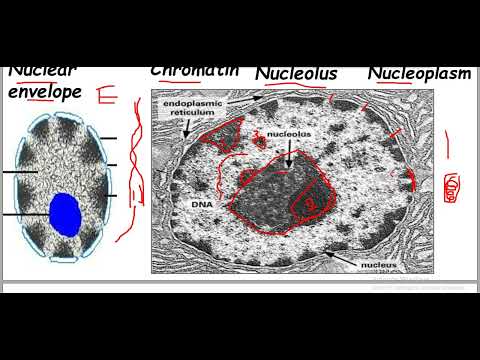 Practical study Nucleus& Karyotyping- Histology