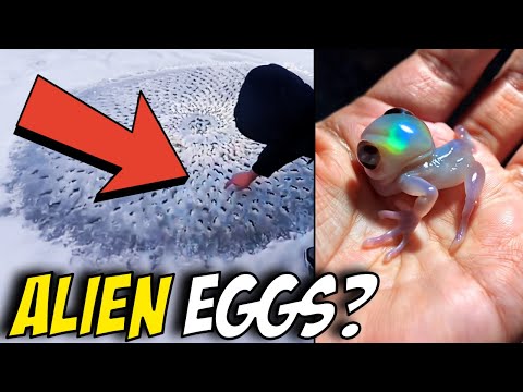 BIZARRE UFO Sightings—Did These Kids Find Alien Eggs Underground?!