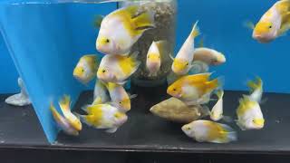 Predatory Fins is live!