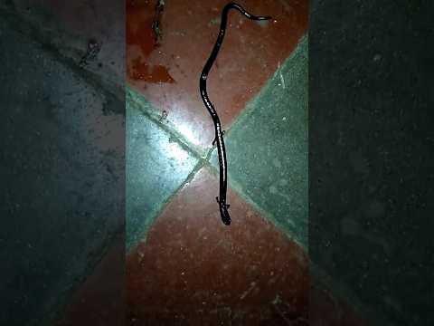 أطيب سمندل في أمريكا 🦎