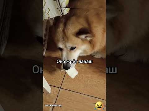 Оно 😄#юмор#funnyvideo #прикол #смех #смешно #мем #смешноевидео#funnydog#жиза#весело#dog#pizza#food