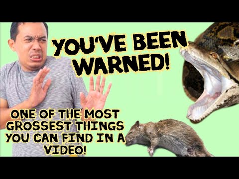 Dont watch! the most disgusting video about a rat that has been regurgitated by a rescued python