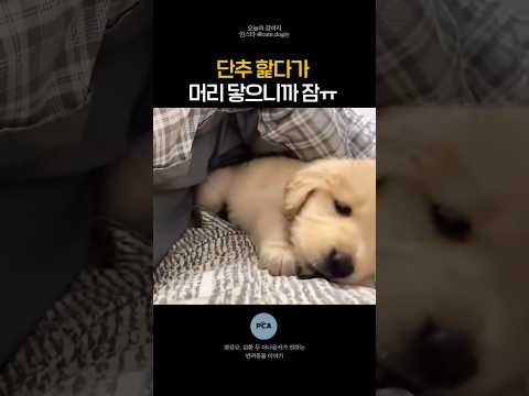 (소리필수) 단추 핥다가 머리 닿으니까 잠ㅜ #shorts #강아지 #꿀팁