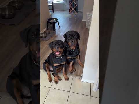So disappointed no treats #rottweiler #dog #vlog #youtubeshorts #shorts