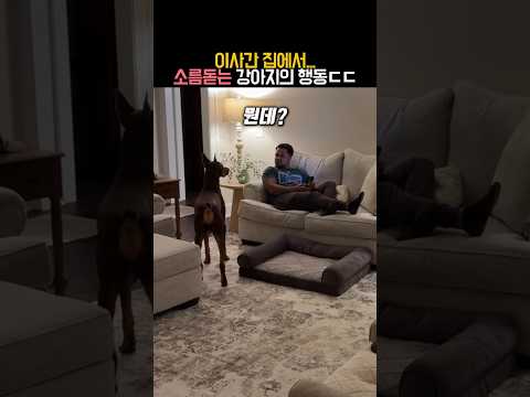 이사간 집에서 소름돋는 강아지의 행동 #논란 #동물 #강아지