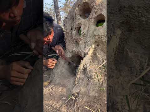 Man catches eagle and parrot in hole#bird #eggs #beautiful #love