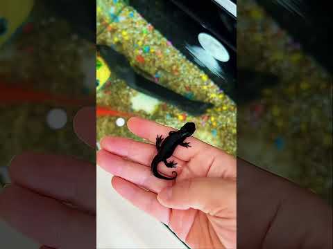 cô ấy tìm nhà cho con thằn lằn.