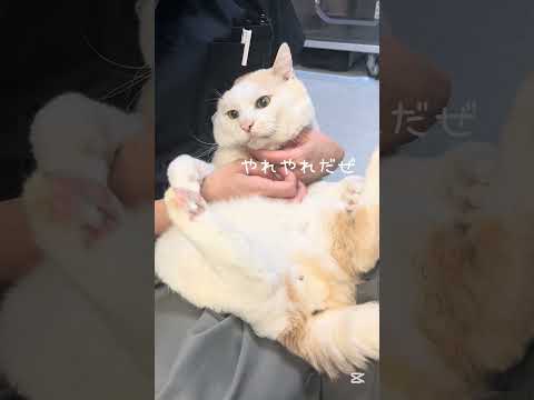 やれやれだぜ…先生何やってんだ【猫のほっぺ太郎】#cat #猫 #保護猫 #shorts