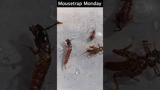 Fly Fishing for Westslope Cutthroat Trout In Oregon