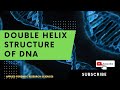 DNA Structure and Function Assessment