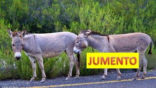 Jumento-Africano: Um Legado da Resistência e Adaptação no Coração do Continente da africa selvagens
