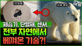 북극곰이 혹한을 버틸 수 있는 숨겨진 이유?! 알고 보면 인간 기술보다 훨씬 앞섰다?!