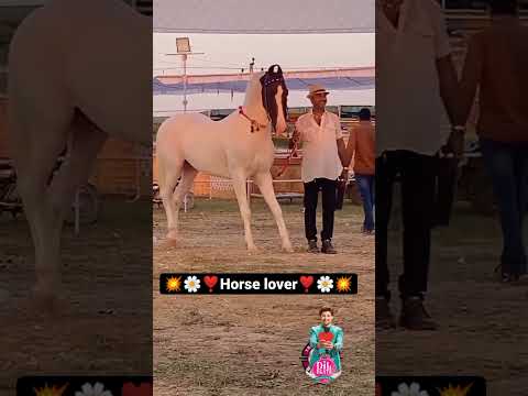#horse #allindiamarwarihorsesocietyaa #horseenthusiast