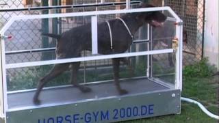 HORSE GYM 2000 - Hundelaufband / Dog Trainer