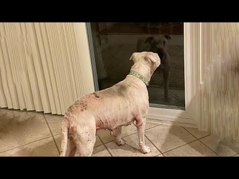 Dog With Sores on Her Face Kicked Out of Home, Crying at the Door While Owner Refused to Let Her In