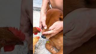 Can Chickens Really Help Remove Fleas from Dogs #shortvideo #shorts