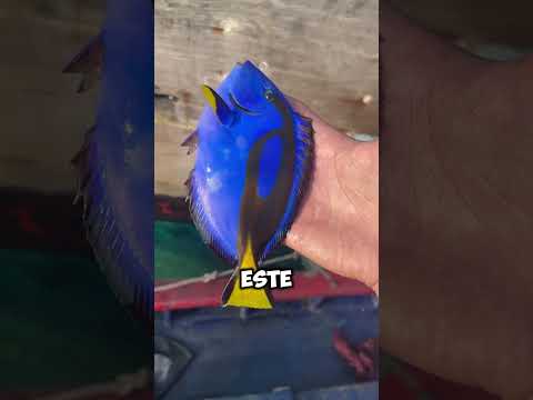 ¡Increíble! Encuentran a Dory en la Pesca 🎣🐟 #shorts
