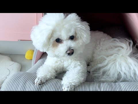 개인기 다 시켜놓고 간식 깜빡해서 삐진 강아지