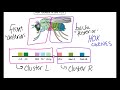 Homeotic Genes and Hox Functions