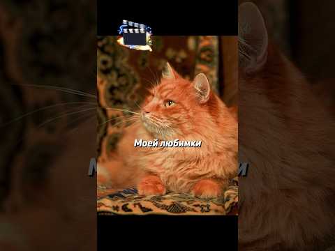 Кот пытается выжить в одиночку, оставшись без хозяйки #shorts