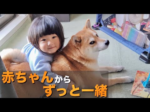 赤ちゃんから一緒にいて「柴犬好き」に育った１歳児、無事に柴化する