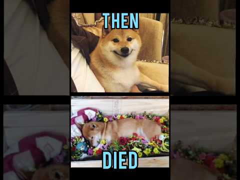 Famous Dogs memes(Then vs Now) #meme #memes #nostalgia #dogmemes