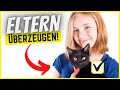 Wie man Eltern von einer Katze überzeugt