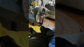 #shorts# funny cats and cute!!!🤣🤣🤣🐈#funny cats,funny,cats,cute cats,funny cat videos,funny cat#