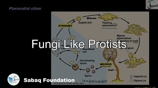 Fungi like Protists: Myxomycota