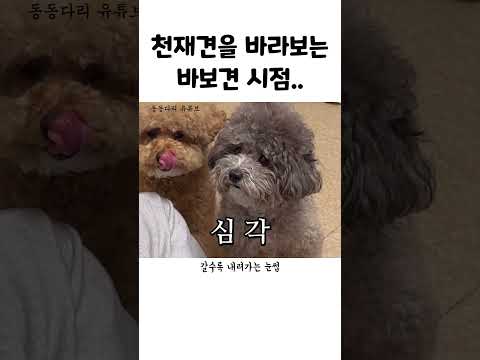 천재견을 바라보는 바보견 시점