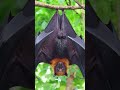 Ecological Roles of Various Animals