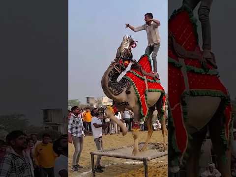 আল্লাহর প্রেমে ঘোড়া পা"গ"ল।