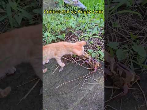 Curious Cat Meets Angry Crab
