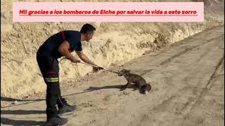 Los bomberos de Elche rescatan un zorro