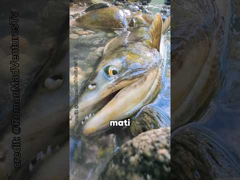 Kenapa Ikan Salmon Harus Mati Setelah Bertelur⁉️😱