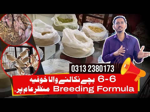 Birds Breeding Formula for Java Sparrows & Other Birds | Boost Bird Fertility Naturally