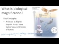 DDT and Biological Magnification Concepts