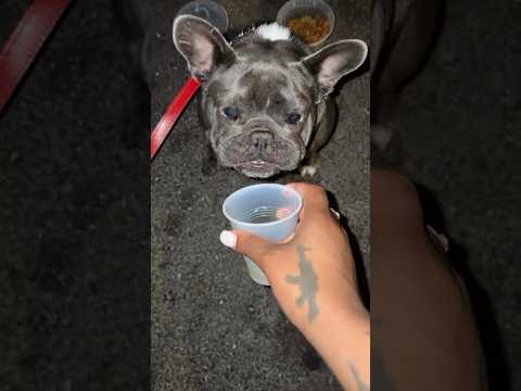 Danger! Never offer a dog alcohol! ! #shorts
