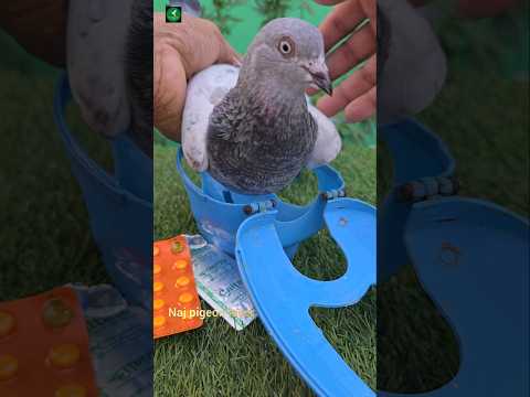 AB-1 Very good medicine for pigeon #shorts #pigeon #kobutor #birds