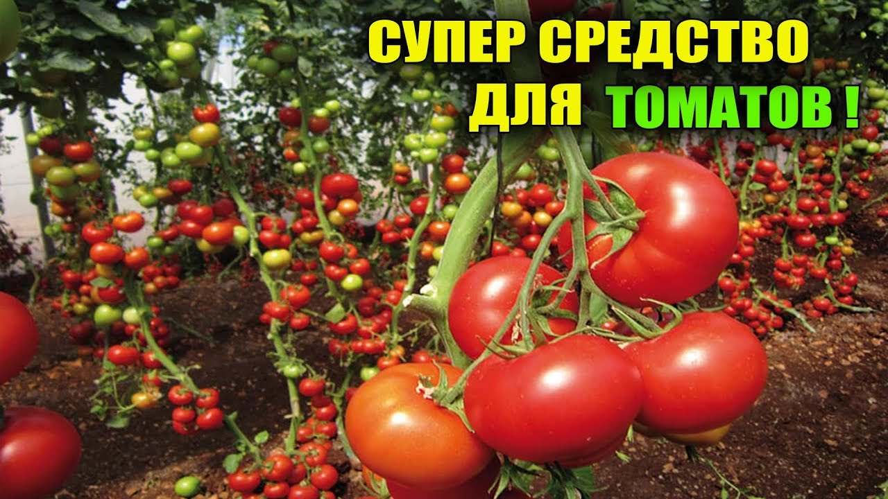 Спасаем томаты на улице и в теплице от жары и холода надежным средством