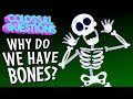 Understanding the Human Skeleton