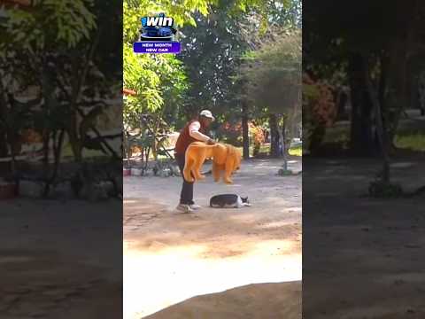 Dog ๐reaction heart attack ๐ฑ waiting for and #dogprank #comedy #dogvsfaketiger #animals #funny#lion
