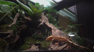 DIY Gecko Rainforest Waterfall Aquaterrarium — Leak Crisis!