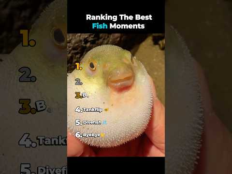 Ranking The Best Fish Moments